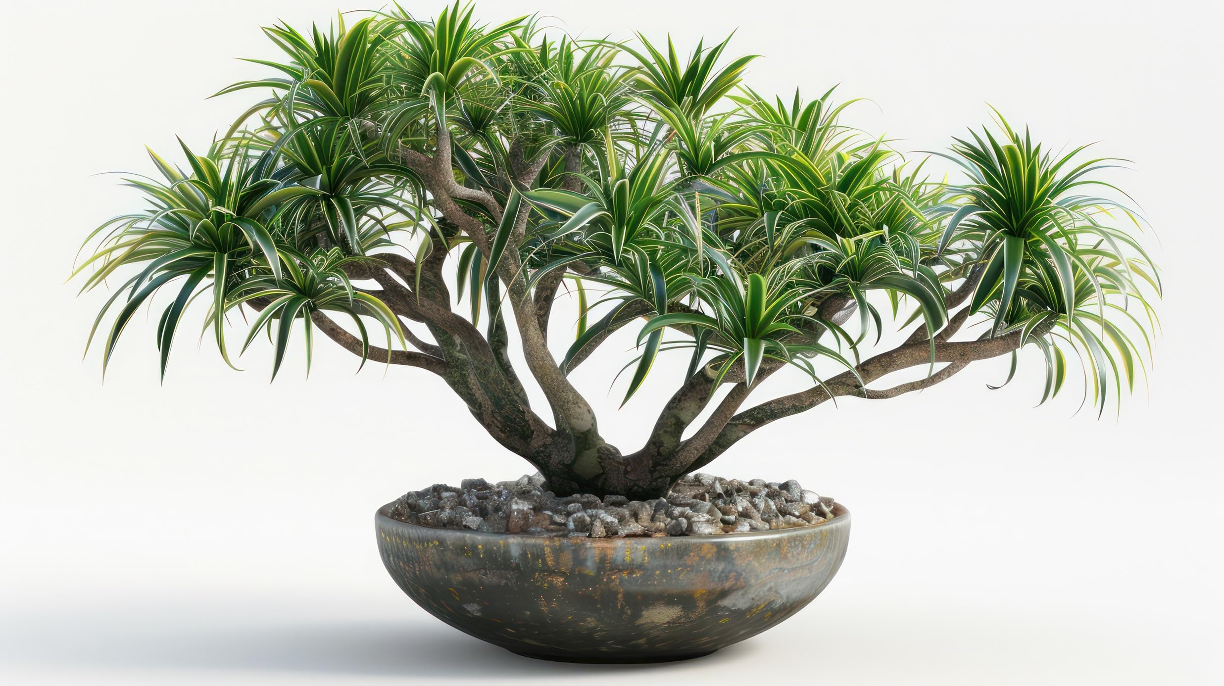 Amazon.com : 5 King Palm Bonsai Tree Seeds - Does Well Indoors